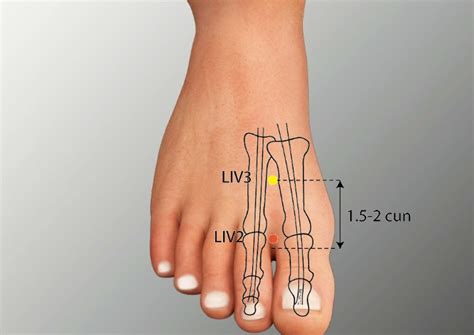 lv 2 acupuncture point